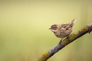 Bird female Reed Bunting Emberiza schoeniclus, spring time, Poland Europe