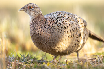 Common pheasant Phasianus colchius Ring-necked pheasant in natural habitat, grassland in early spring