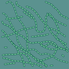 Nostoc, also known as a colony-forming cyanobacteria or blue-green algae, is a fascinating microbe that plays a crucial role in sustaining our planet's ecosystems.