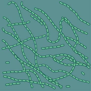 Nostoc, also known as a colony-forming cyanobacteria or blue-green algae, is a fascinating microbe that plays a crucial role in sustaining our planet's ecosystems.