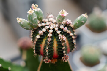 Cactus farm with close-up of succulent and cactus collection in pot. It' s natural background from little plants. 