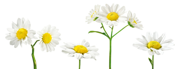 flor Bem-me-quer em fundo transparente - flores margaridas brancas em fundo isolado - 