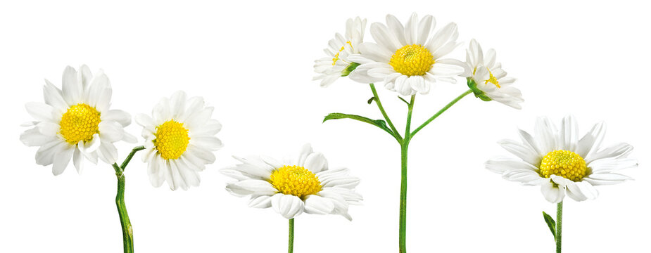 flor Bem-me-quer em fundo transparente - flores margaridas brancas em fundo isolado - 