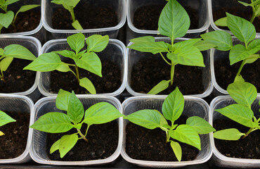 A tray with seedlings of bell pepper in containers isolated, close-up 