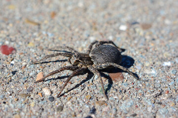 A black spider on the ground with a concrete background, macro  