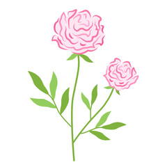 Pink blooming peony. Floral vector illustration of rose on branch with green leaves and inflorescence. Botanical drawing of lush flower bud.