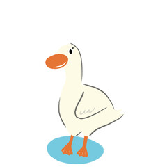 white duck