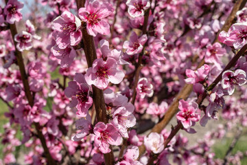 Peach Trees Blooming in Spring at Orchard