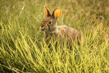 Closeup shot of a rabbit in the green grass.