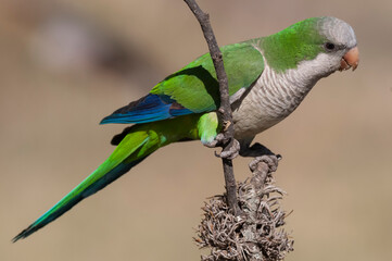 Parakeet,feeding on wild fruits, La Pampa, Patagonia, Argentina