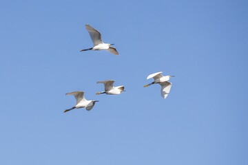 Beautiful shot of four birds flying in blue sky