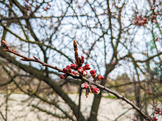 Flowering apricot tree, ungrown buds in early spring