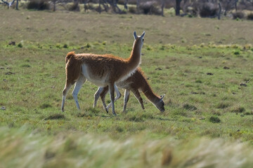 Lama animal, , in pampas grassland environment, La Pampa province, Patagonia,  Argentina
