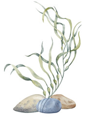 Seaweed with seabed stones. Hand drawn watercolor illustration on isolated background of underwater sea Algae and ocean floor for icon or logo. Colorful undersea drawing of laminaria. Nautical sketch. © Alisles