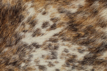 Texas longhorn coat texture background