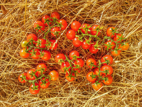 Several branches of cherry tomatoes on hay. View from above