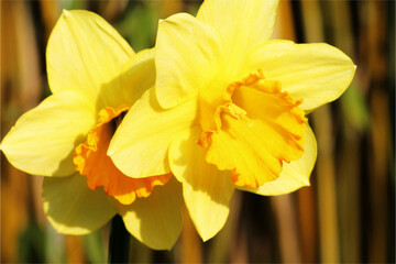 Yellow Daffodil blooming in spring season around Easter