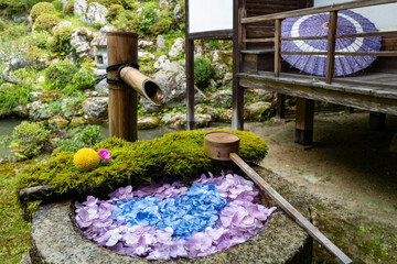 京都 柳谷観音の紫陽花