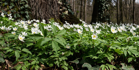Anemone - windflowers - white spring flowers in the forest 