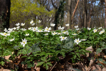 Anemone - windflowers - white spring flowers in the forest 