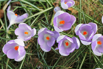 Violet or purple wildflower crocuses blooming in early spring season 