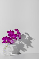 Vertical violet orchid flowers in glass vase with shadow on wall on white studio background. Wallpaper, copy space. Background for perfume, cologne scent water product or beverage advertisement