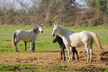 Naklejka na ściany i meble White horses standing on a pasture in Camargue