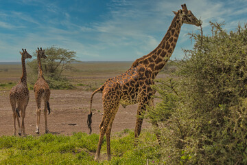 Naklejka na ściany i meble Giraffes in the Ndutu Conservation Area