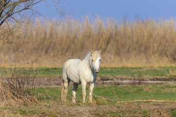 A white horse standing on a pasture in Camargue