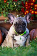 Fototapeta premium dog breed french bulldog