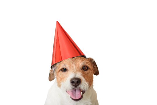 Portrait of funny dog isolated on white background wearing red party hat