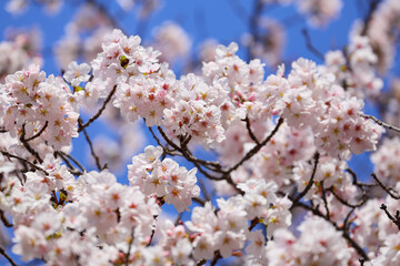 青空に映える桜02