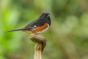 Male Eastern Towhee