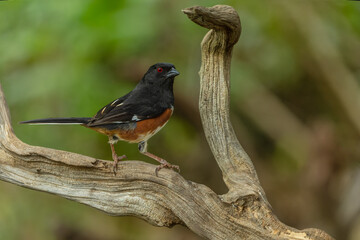 Male Eastern Towhee