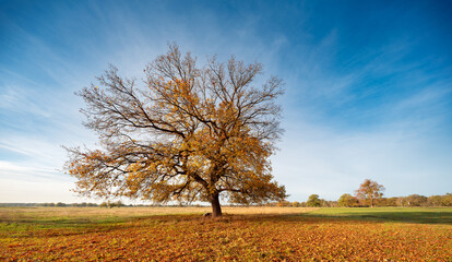 Fototapeta premium Solitary Oak Tree with Carpet of fallen Orange Leaves under blue sky Autumn