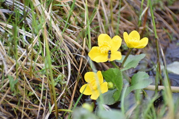 yellow spring in the garden countryside in the spring 