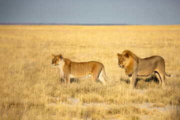 A male and a female lion in their natural habitat