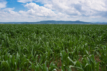 Landsschaft mit grünem Maisfeld im Sommer