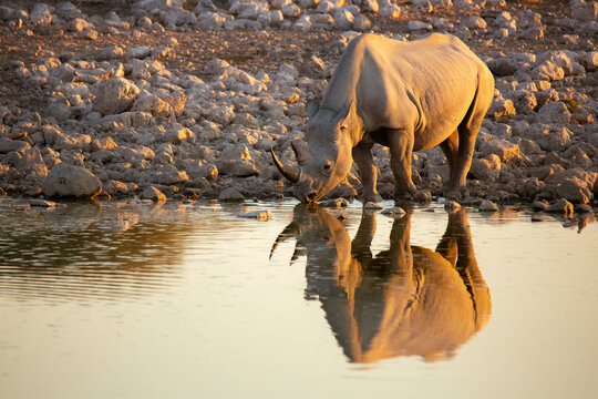 A black rhino drinking from a waterhole 