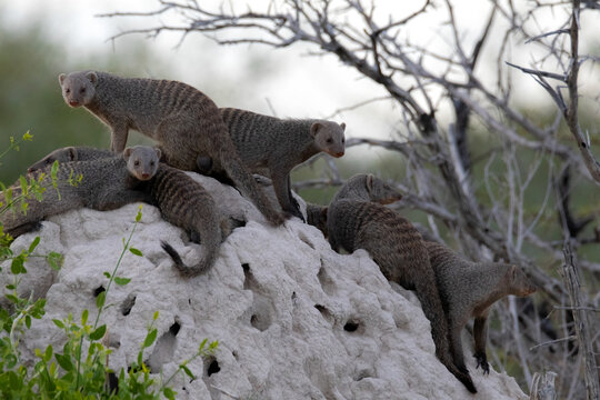 A troop of mongooses on a rock