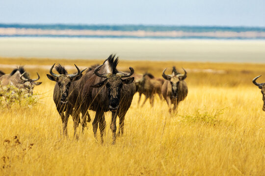Fototapeta A herd of wildebeest standing on a grassy plain