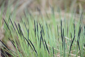  swamp grass in the nature 