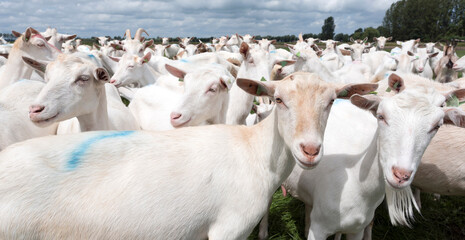 white goats in green grassy dutch meadow - 593595064