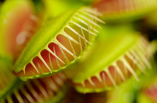Group of Venus flytraps