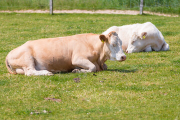 Naklejka na ściany i meble A single Cattle is resting and ruminating on a green meadow