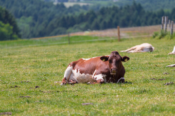 A single Cattle is resting and ruminating on a green meadow