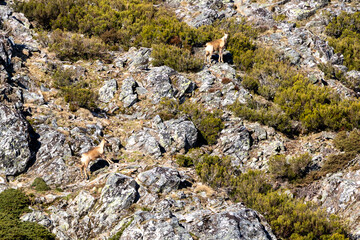 chamois in the mountains of Asturias, Spain