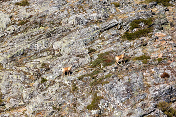 chamois in the mountains of Asturias, Spain