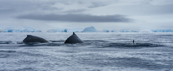 Whales in Antarctica 
