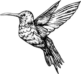 Hummingbird illustration